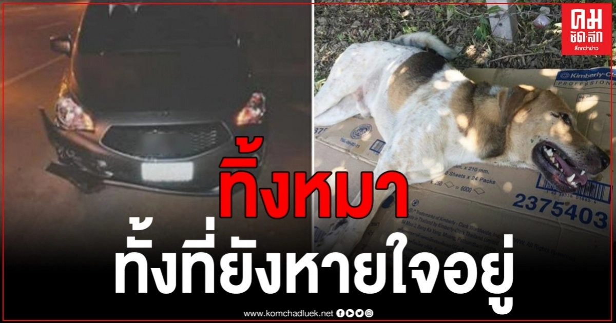 ชาวเน็ตรุมถล่ม หนุ่มหอบของไปทำบุญ แต่กลับทำบาป ขับรถชนหมา แต่เอาไปทิ้งข้างทาง ทั้งๆที่หมายังไม่ตาย ชาวเน็ตรุมถล่ม หนุ่มหอบของไปทำบุญ แต่กลับทำบาป ขับรถชนหมา แต่เอาไปทิ้งข้างทาง ทั้งๆที่หมายังไม่ตาย