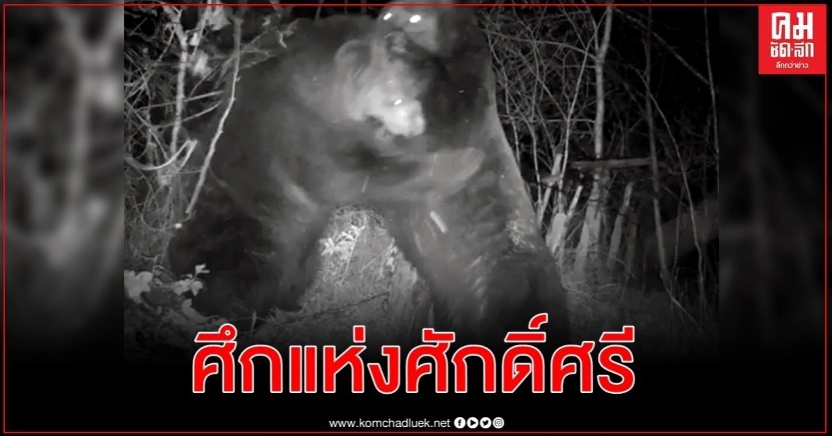  กล้องจับนาที หมีน้ำตาลรัสซีย กับ หมีจีน สู้กันเดือดที่ชายแดนไซบีเรีย 