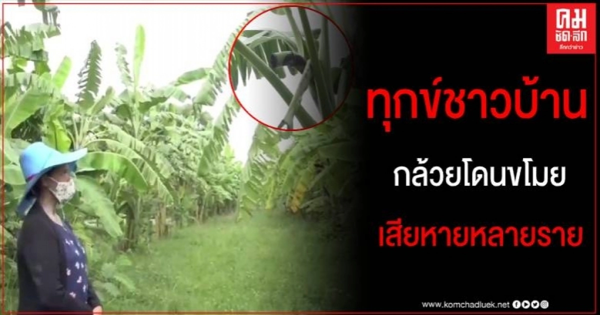 ทุกข์ชาวบ้าน โจรออกอาละวาด ขโมยกล้วยตามสวน มีผู้เสียหายนับ 10 ราย ทุกข์ชาวบ้าน โจรออกอาละวาด ขโมยกล้วยตามสวน มีผู้เสียหายนับ 10 ราย