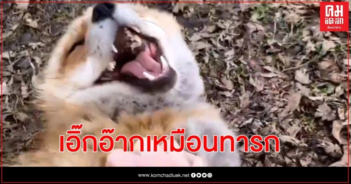  เคยได้ยินเสียงหัวเราะสุนัขจิ้งจอกไหม เอิ๊กอ๊ากเหมือนทารกเลย