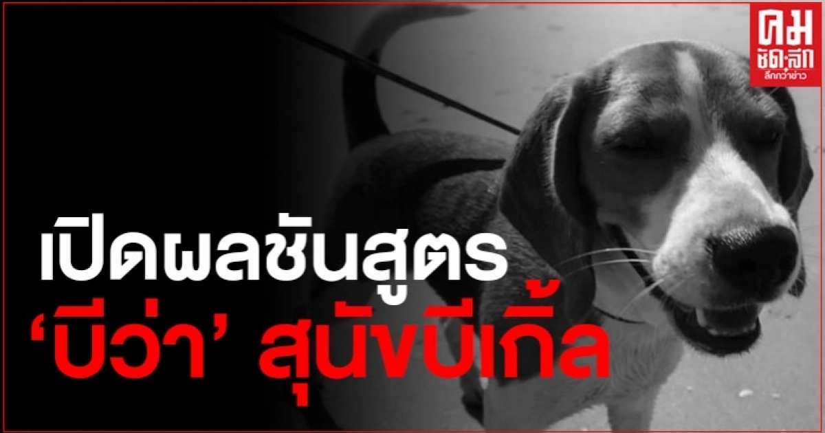 เปิดผลชันสูตร "บีว่า" สุนัขบีเกิ้ลผู้น่าสงสาร เปิดผลชันสูตร "บีว่า" สุนัขบีเกิ้ลผู้น่าสงสาร