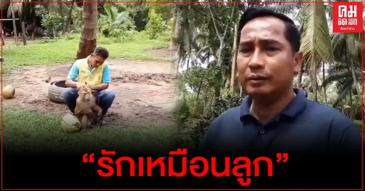 "คนเลี้ยงลิง"ยัน ไม่ได้ทารุณลิงขึ้นมะพร้าว