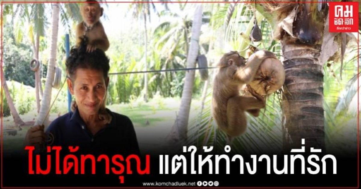 ผวจ.สุราษฎร์ฯ ลงพื้นที่ศูนย์ฝึกลิงเพื่อการเกษตร ยันการฝึกและเลี้ยงดูไม่มีการทารุณกรรม ผวจ.สุราษฎร์ฯ ลงพื้นที่ศูนย์ฝึกลิงเพื่อการเกษตร ยันการฝึกและเลี้ยงดูไม่มีการทารุณกรรม