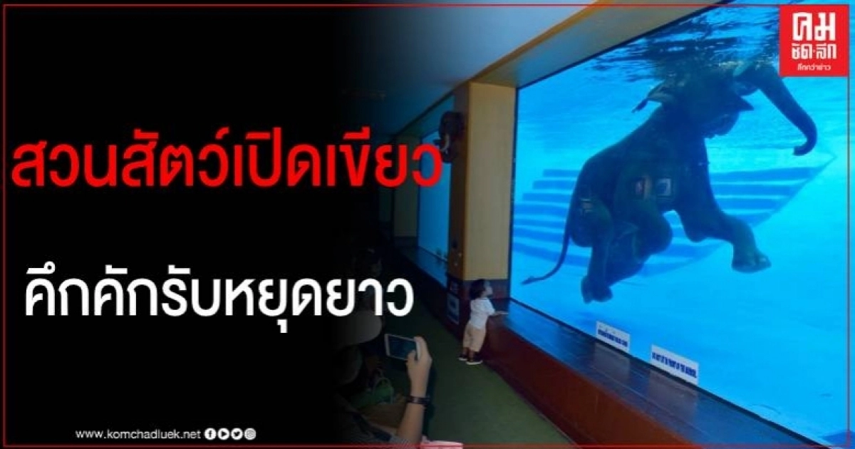 วันหยุดยาว สวนสัตว์เปิดเขาเขียว คึกคัก นทท.แห่ชมช้างว่ายน้ำ วันหยุดยาว สวนสัตว์เปิดเขาเขียว คึกคัก นทท.แห่ชมช้างว่ายน้ำ