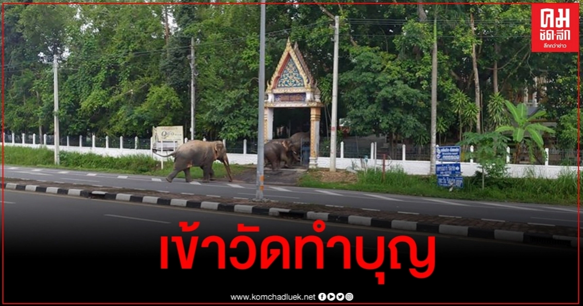 เปิดคลิปนาทีช้างป่าเขาใหญ่ 3 ตัว เดินต่อแถวข้ามถนนเข้าวัด เปิดคลิปนาทีช้างป่าเขาใหญ่ 3 ตัว เดินต่อแถวข้ามถนนเข้าวัด