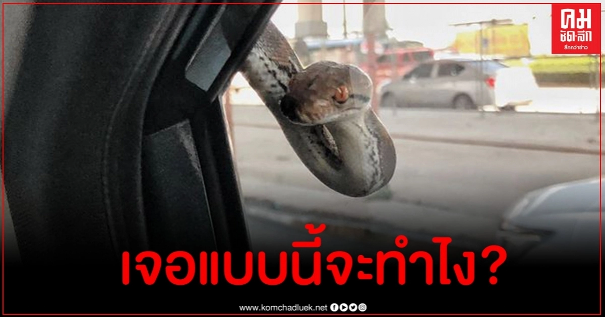 สาวกรี๊ด จู่ๆ เจองูเหลือมมาจ้องหน้า เพื่อนแห่ขอเลขทะเบียนหวังเสี่ยงโชค สาวกรี๊ด จู่ๆ เจองูเหลือมมาจ้องหน้า เพื่อนแห่ขอเลขทะเบียนหวังเสี่ยงโชค