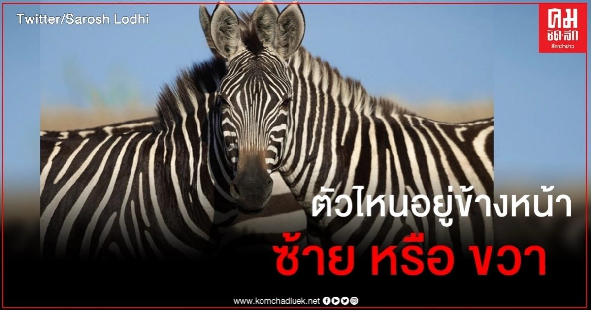 ปริศนาภาพถ่ายม้าลาย ตัวขวาหรือซ้ายที่อยู่ข้างหน้า 