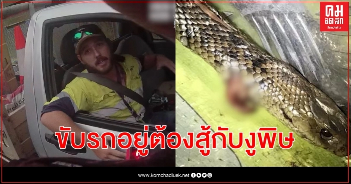 หนุ่มออสซี่กำลังขับรถ ต้องหันมาต่อสู้กับงูพิษเพื่อเอาชีวิตรอด หนุ่มออสซี่กำลังขับรถ ต้องหันมาต่อสู้กับงูพิษเพื่อเอาชีวิตรอด