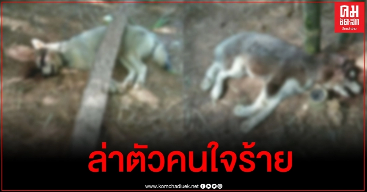 เจ้าของไซบีเรียนฮัสกี้ใจสลาย ทำบุญที่วัดกลับมาพบสภาพศพสุดจะบรรยาย เจ้าของไซบีเรียนฮัสกี้ใจสลาย ทำบุญที่วัดกลับมาพบสภาพศพสุดจะบรรยาย