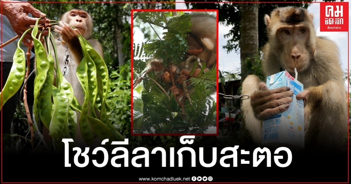 (ชมภาพ) ลิงเก็บสะตอปักษ์ใต้ ใช่เก่งแต่เก็บมะพร้าวอย่างเดียวซะที่ไหน