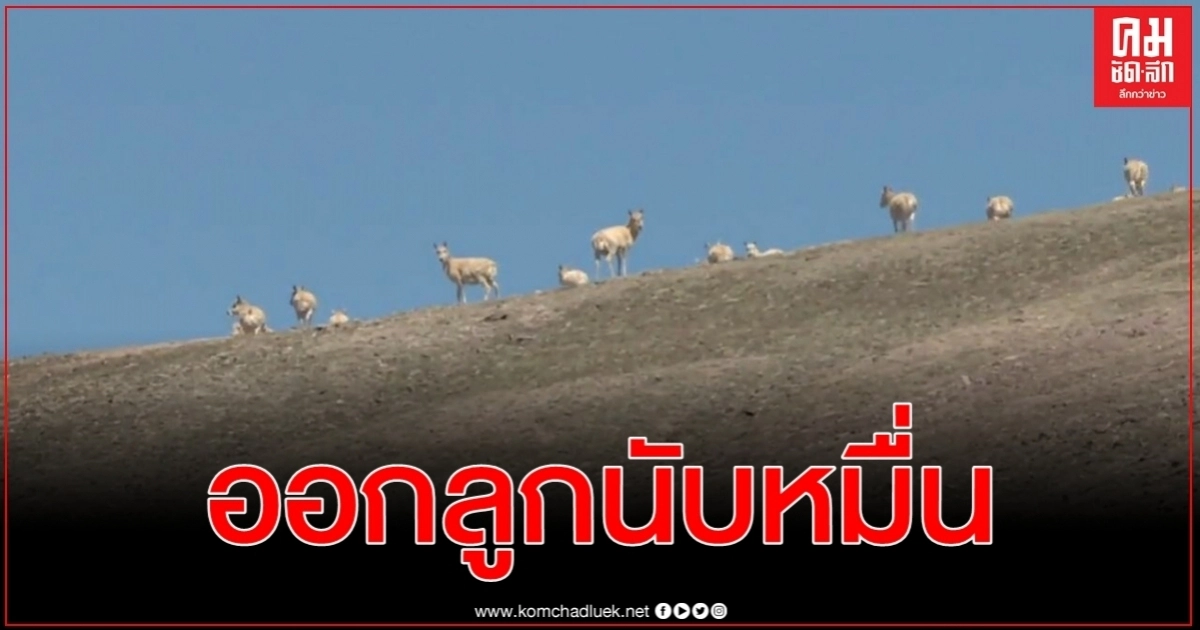 ฤดูผสมพันธุ์ ฝูง แอนทิโลปทิเบต จ่อเพิ่มประชากรอีกนับหมื่นตัว ฤดูผสมพันธุ์ ฝูง แอนทิโลปทิเบต จ่อเพิ่มประชากรอีกนับหมื่นตัว