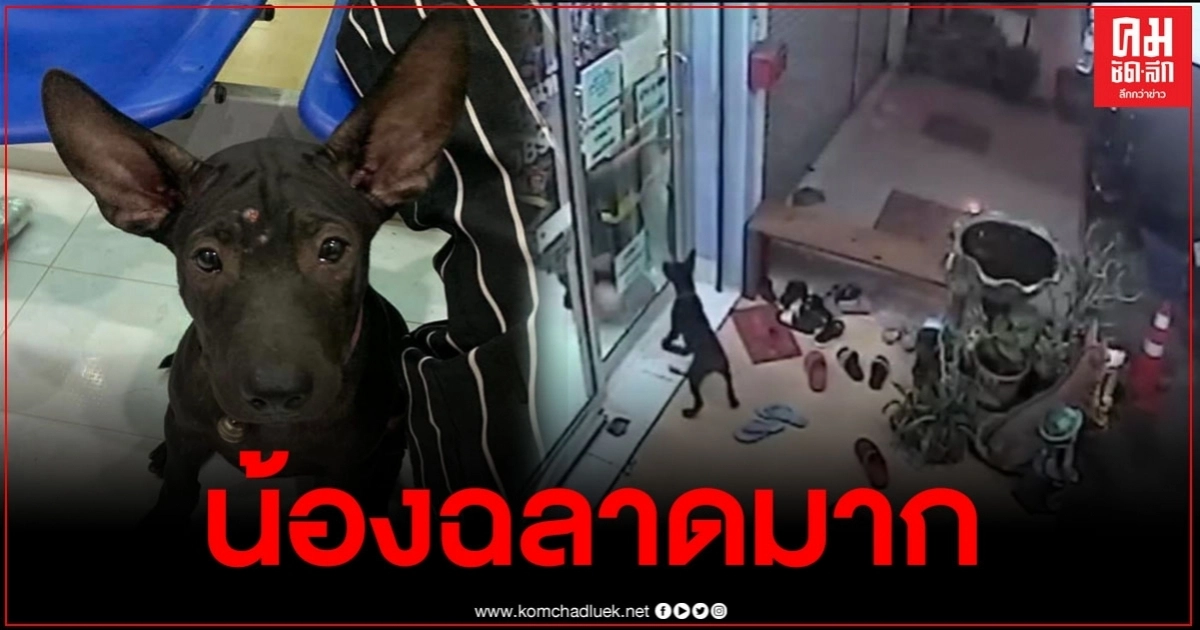 เจ้าตูบหลงทางกลับบ้านไม่ถูก เลือกกลับมาคลินิคที่เคยรักษา เห่าขอความช่วยเหลือจนเจอเจ้าของ เจ้าตูบหลงทางกลับบ้านไม่ถูก เลือกกลับมาคลินิคที่เคยรักษา เห่าขอความช่วยเหลือจนเจอเจ้าของ
