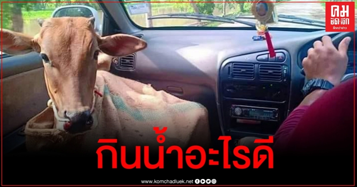 แห่แชร์ภาพสุดฮา เมื่อแม่ใช้หนุ่มให้พาวัวไปกินน้ำ เลยขับรถพากันไปซื้อ แห่แชร์ภาพสุดฮา เมื่อแม่ใช้หนุ่มให้พาวัวไปกินน้ำ เลยขับรถพากันไปซื้อ