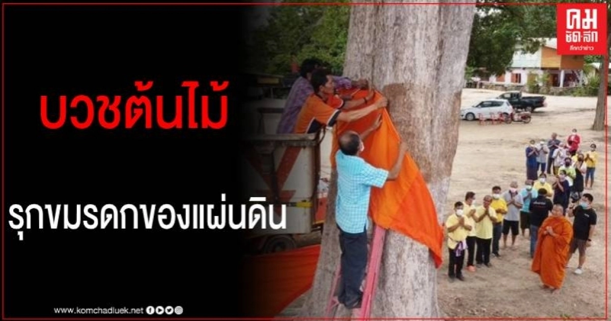 ชาวบ้านทำพิธี "บวชต้นไม้" อายุกว่า 300 ปี เสร็จพิธีแห่ส่องเลขเด็ด ชาวบ้านทำพิธี "บวชต้นไม้" อายุกว่า 300 ปี เสร็จพิธีแห่ส่องเลขเด็ด