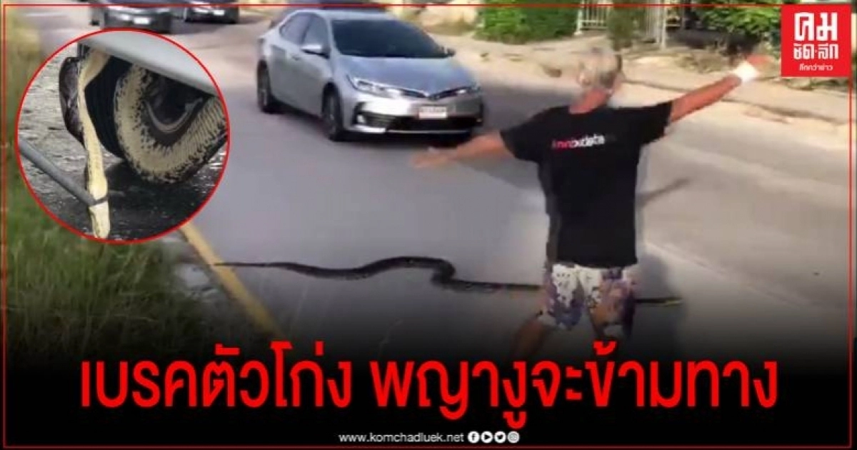เบรคตัวโก่ง พลเมืองดีโบกรถ เพื่อให้พญางูเหลือมเลื้อยข้ามถนน ก่อนไปขึ้นรถชาวบ้าน