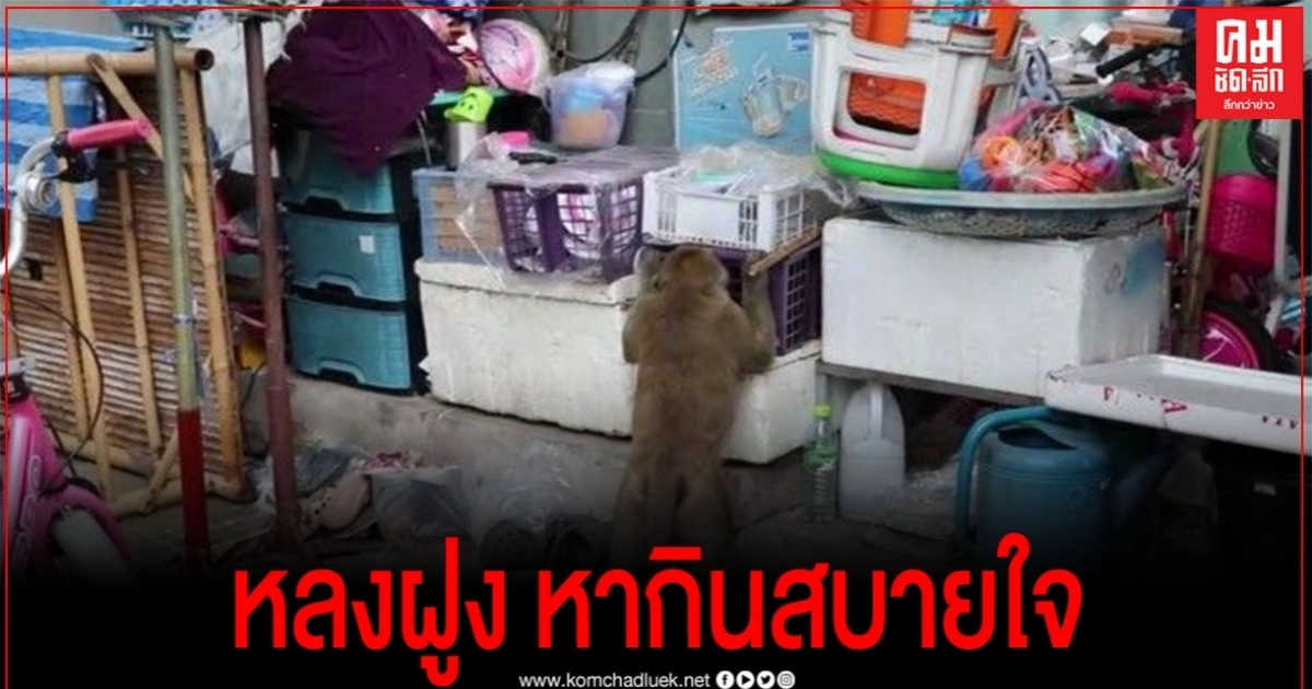 จ๋อหลงฝูง โผล่กลางตลาด เที่ยวหากินสบายใจ จ๋อหลงฝูง โผล่กลางตลาด เที่ยวหากินสบายใจ