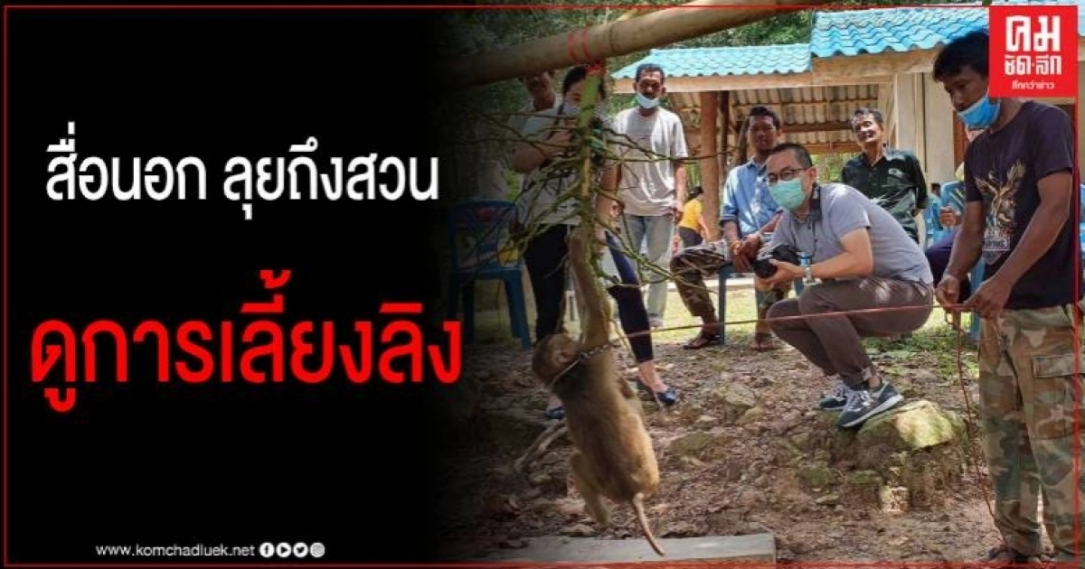 ชุมพรพาสื่อต่างประเทศ ลุยสวนมะพร้าว ดูวิถีชีวิตของคนกับลิงกัง