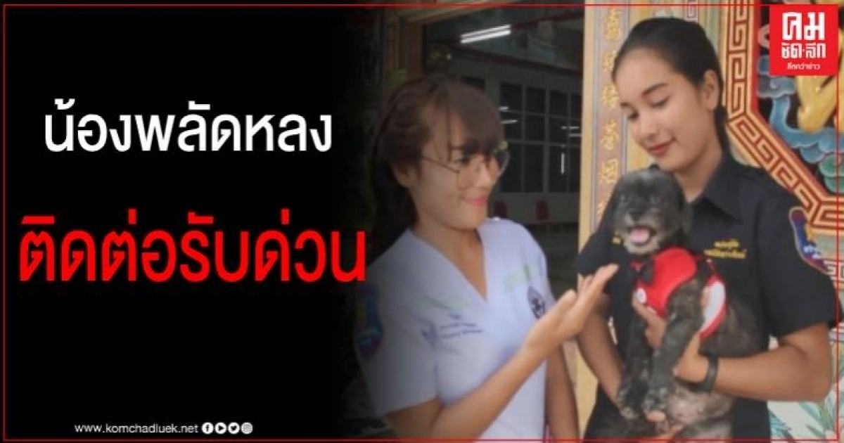 น้องหมา พลัดหลงกลางดึก กู้ภัยน้ำใจงามพบ เก็บมาดูแลประกาศหาเจ้าของ น้องหมา พลัดหลงกลางดึก กู้ภัยน้ำใจงามพบ เก็บมาดูแลประกาศหาเจ้าของ