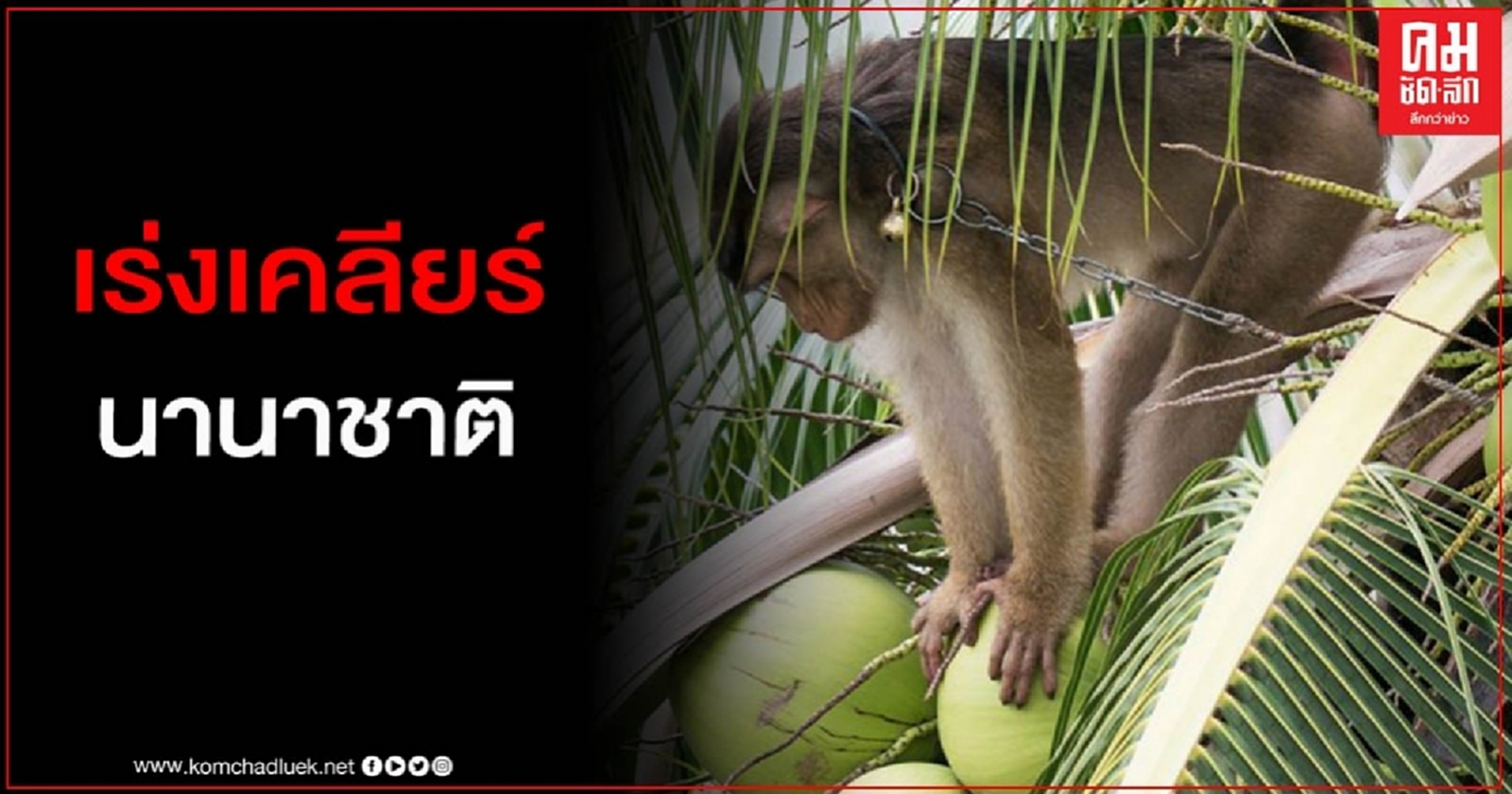 เร่งเคลียร์นานาชาติปม "แรงงานลิง" เก็บมะพร้าว