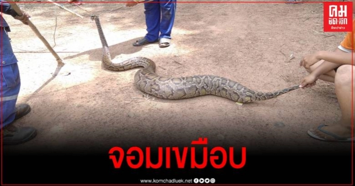 เขมือบยกเล้า ชาวบ้านผวาทั้งหมู่บ้าน งูเหลือมบุกกินไก่หมดเล้า แมวหายอีก 7 ตัว