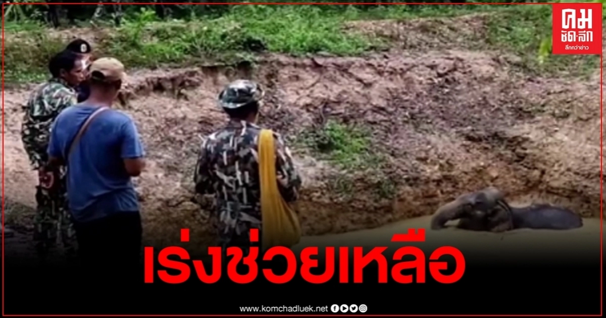 ช้างป่าอ่างฤาไน วัย 5 ปี พลัดตกสระน้ำขณะออกหากิน เจ้าหน้าที่เร่งให้การช่วยเหลือ