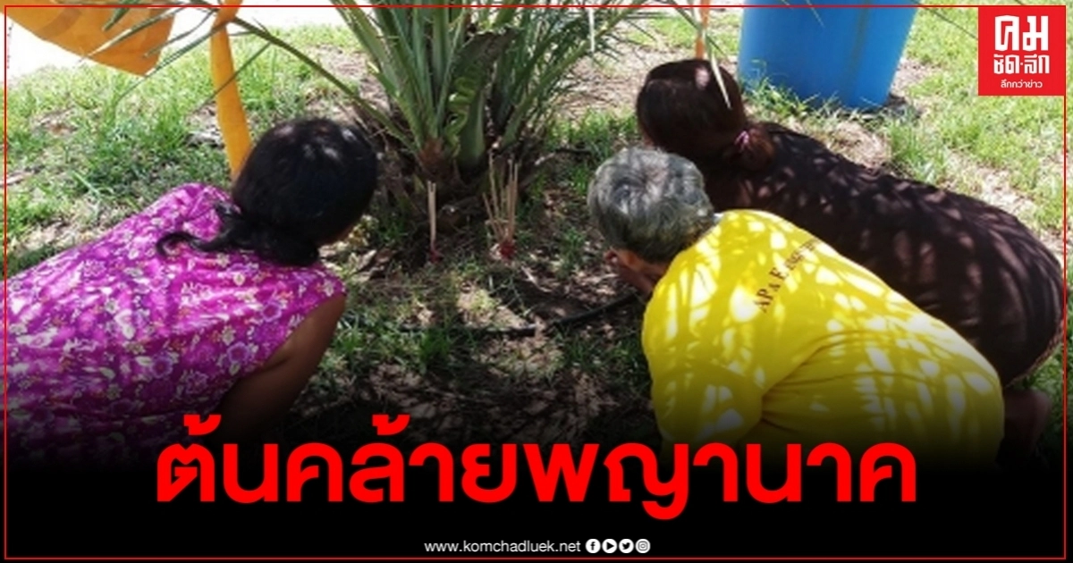 ชาวบ้านปลูกป่าพบต้นอินทผาลัมคล้ายพญานาคส่องเลขเด็ด ชาวบ้านปลูกป่าพบต้นอินทผาลัมคล้ายพญานาคส่องเลขเด็ด
