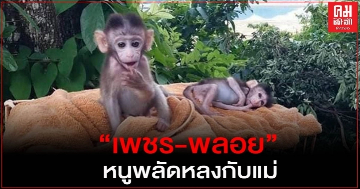 น่ารัก น่าเอ็นดู "เพชร-พลอย" 2ลิงน้อยวัย 25 วันพลัดหลงกับแม่ น่ารัก น่าเอ็นดู "เพชร-พลอย" 2ลิงน้อยวัย 25 วันพลัดหลงกับแม่