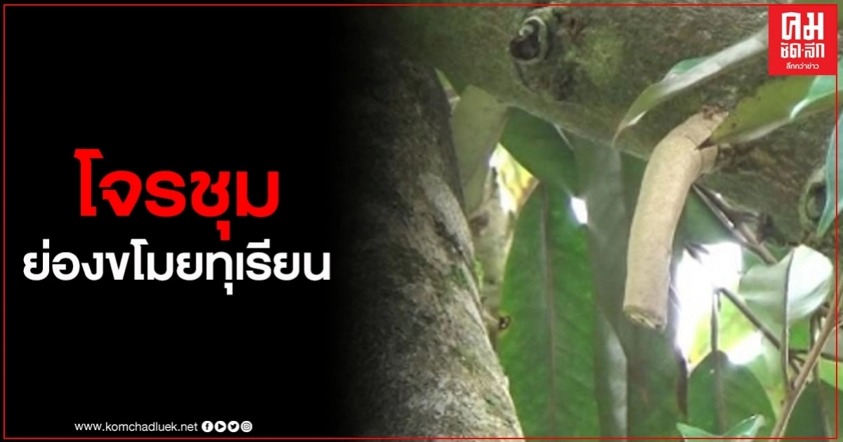 สุดช้ำใจ โจรขโมยทุเรียนชุกชุม ผวาจนต้องนอนเฝ้าสวน สุดช้ำใจ โจรขโมยทุเรียนชุกชุม ผวาจนต้องนอนเฝ้าสวน