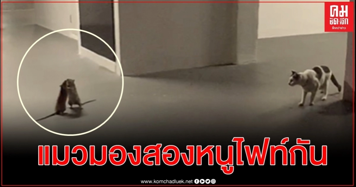 ทั้งแปลกและฮา คลิปหนูสองตัวยืนไฟท์กันเดือด แมวตัวหนึ่งยืนมอง ทั้งแปลกและฮา คลิปหนูสองตัวยืนไฟท์กันเดือด แมวตัวหนึ่งยืนมอง