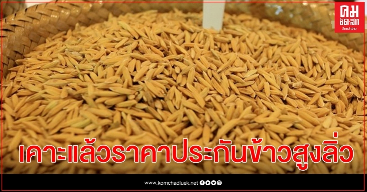 ชาวนาไทยเตรียมเฮ เคาะแล้วราคาประกันข้าวสูงลิ่ว ชาวนาไทยเตรียมเฮ เคาะแล้วราคาประกันข้าวสูงลิ่ว