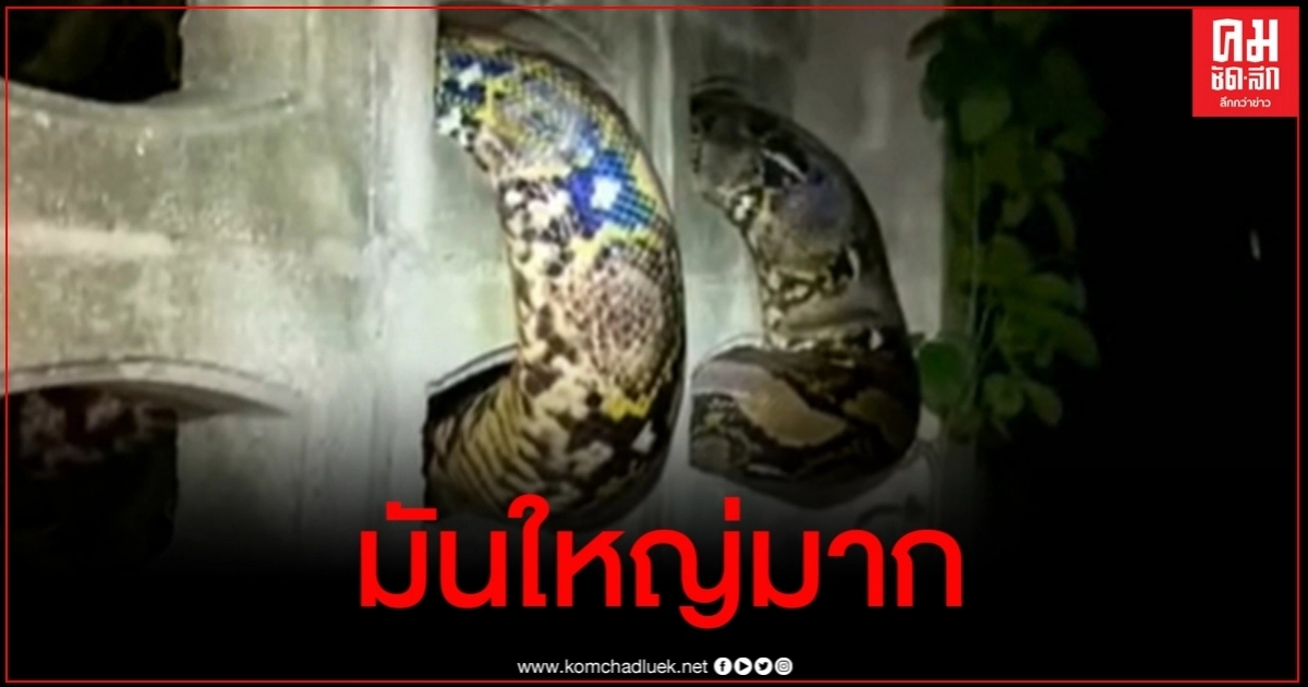 ผู้เช่าขนลุกซู่ งูเหลือมตัวยักษ์ 5 เมตรบุกห้องเช่าหาอาหารกิน ผู้เช่าขนลุกซู่ งูเหลือมตัวยักษ์ 5 เมตรบุกห้องเช่าหาอาหารกิน