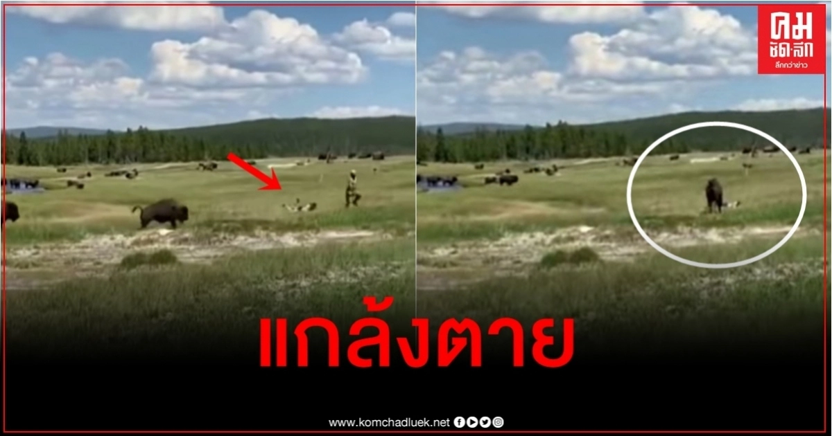 คลิประทึก สตรีมะกันแกล้งตาย หลังวิ่งหนีควายไบซันไล่ขวิดแล้วเกิดสะดุดล้ม คลิประทึก สตรีมะกันแกล้งตาย หลังวิ่งหนีควายไบซันไล่ขวิดแล้วเกิดสะดุดล้ม