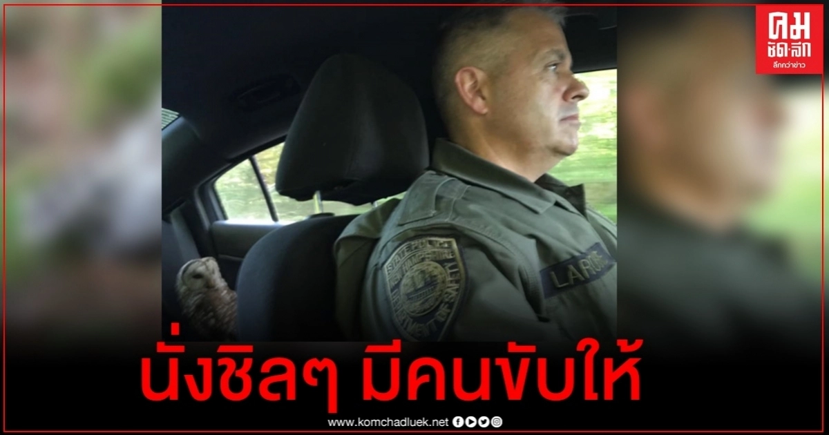 ภาพที่เห็นแล้วอดยิ้มไม่ได้ นกฮูกนั่งเบาะหลังชิลๆ ตำรวจเป็นโชเฟอร์ขับพาส่งรพ. ภาพที่เห็นแล้วอดยิ้มไม่ได้ นกฮูกนั่งเบาะหลังชิลๆ ตำรวจเป็นโชเฟอร์ขับพาส่งรพ.