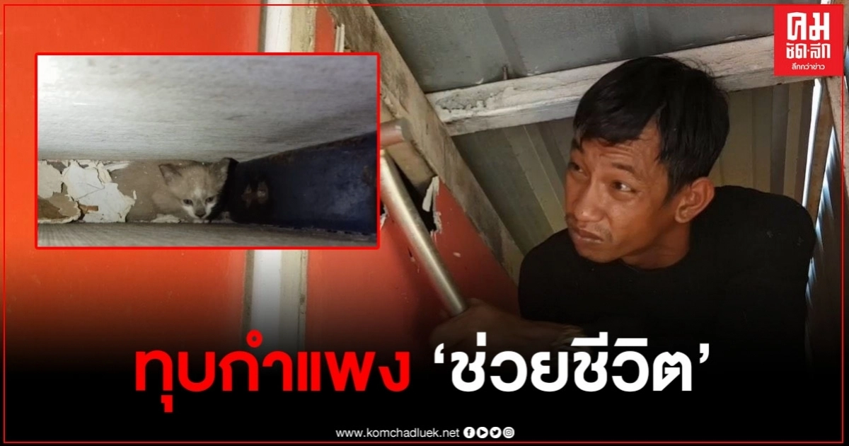 ร้านคาร์แคร์ ยอมให้ทุบผนังฝ้าใต้หลังคา เพื่อช่วยเหลือลูกแมว 2 ตัว ร้านคาร์แคร์ ยอมให้ทุบผนังฝ้าใต้หลังคา เพื่อช่วยเหลือลูกแมว 2 ตัว