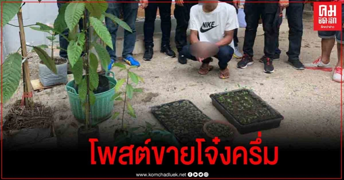 "ป.ป.ส." ย้ำ ปรับสถานะพืชกระท่อม เพื่อประโยชน์ทางการแพทย์และเศรษฐกิจ ไม่ให้ใช้ในทางที่ผิด "ป.ป.ส." ย้ำ ปรับสถานะพืชกระท่อม เพื่อประโยชน์ทางการแพทย์และเศรษฐกิจ ไม่ให้ใช้ในทางที่ผิด