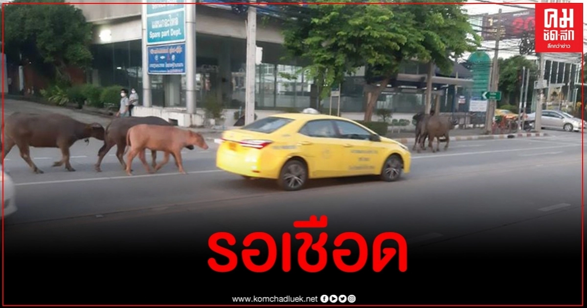หดหู่ ฝูงควาย 6 ตัวโผล่กลางกรุงเป็นควายเลี้ยงเพื่อรอเชือด หดหู่ ฝูงควาย 6 ตัวโผล่กลางกรุงเป็นควายเลี้ยงเพื่อรอเชือด