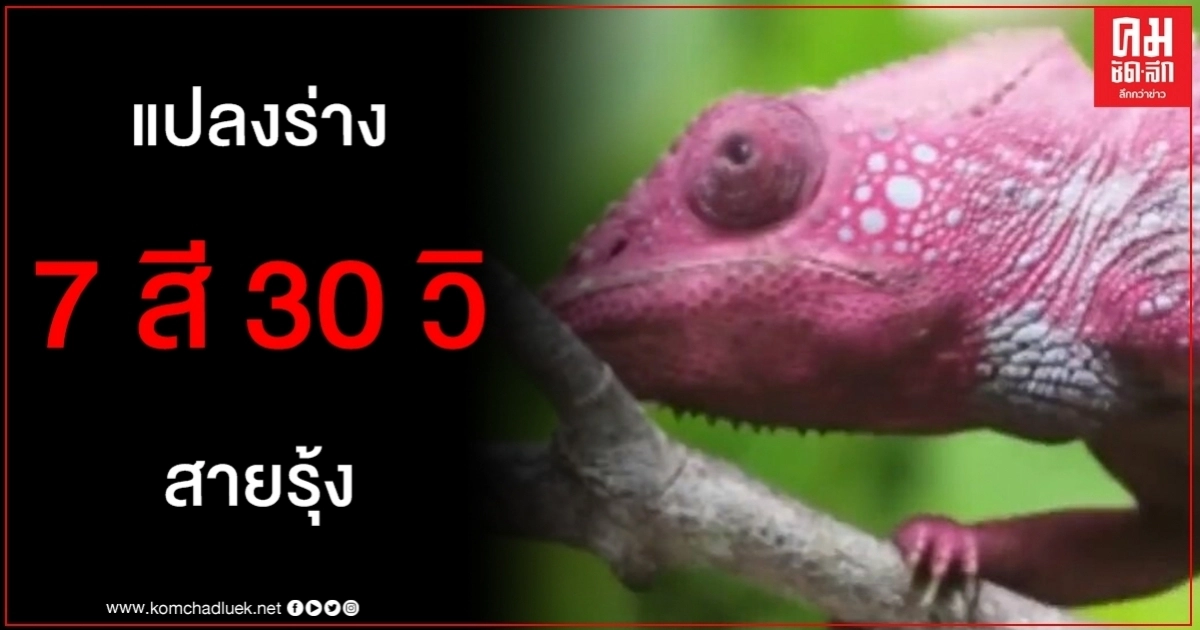 คลิปมหัศจรรย์ กิ้งก่า ความสามารถเฉพาะตัวแปลงร่างเป็นสายรุ้งใน 30 วินาที