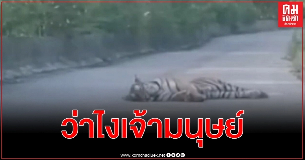 ครั้งแรกเสือโคร่งไซบีเรียนอนกระดิกหางกลางถนนจ้องโชเฟอร์แท็กซี่ระยะประชิด ครั้งแรกเสือโคร่งไซบีเรียนอนกระดิกหางกลางถนนจ้องโชเฟอร์แท็กซี่ระยะประชิด