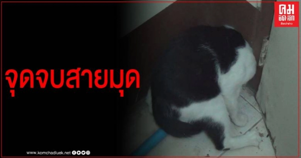 จุดจบสายมุด น้องแมวหัวติดรูท่อประปา จนท.เร่งช่วยปลอดภัย
