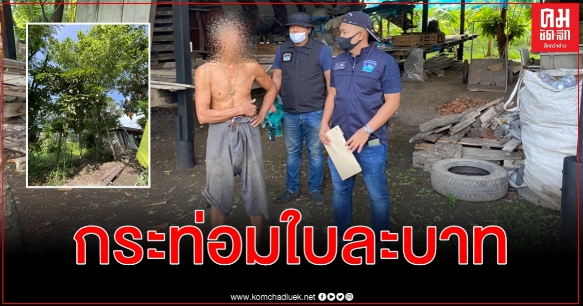 เฒ่าลอบปลูกรดน้ำพรวนดินดูแลอย่างดีกระท่อมใบละบาทจุดขายวัยรุ่นซื้อทีละมากๆ เฒ่าลอบปลูกรดน้ำพรวนดินดูแลอย่างดีกระท่อมใบละบาทจุดขายวัยรุ่นซื้อทีละมากๆ