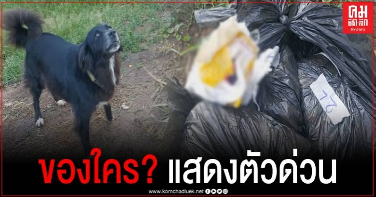 ของใครหาย? สุนัขคาบถุงดำมาไว้ในบ้าน เจ้าของคิดว่าเป็นถุงผ้าอ้อมเด็ก เปิดดูถึงกับผงะ ของใครหาย? สุนัขคาบถุงดำมาไว้ในบ้าน เจ้าของคิดว่าเป็นถุงผ้าอ้อมเด็ก เปิดดูถึงกับผงะ