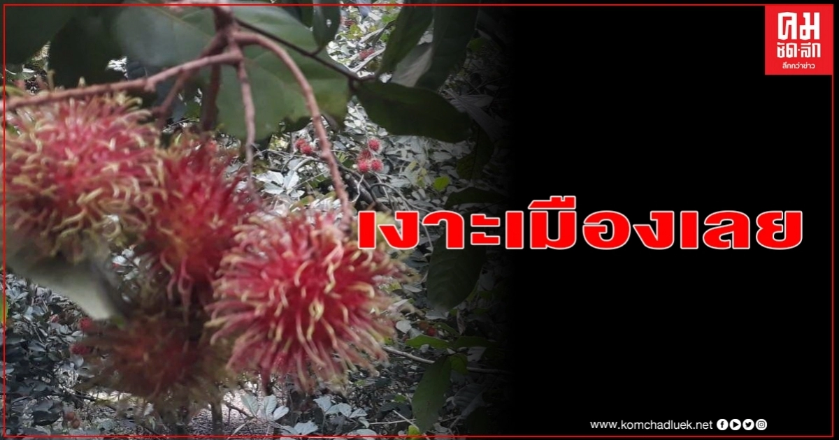เงาะเมืองเลย รสชาติดี สร้างรายได้ปีละกว่า ครึ่งล้านบาท