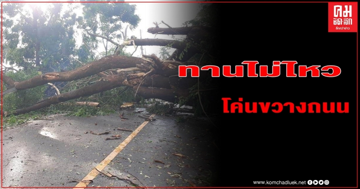 พายุกระหน่ำชัยนาท ต้นฉำฉาอายุกว่า 50 ปี หักโค่นขวางถนน-ทับรั้วชาวบ้านพังเสียหาย จนท.เร่งเก็บกู้เปิดทางสัญจร