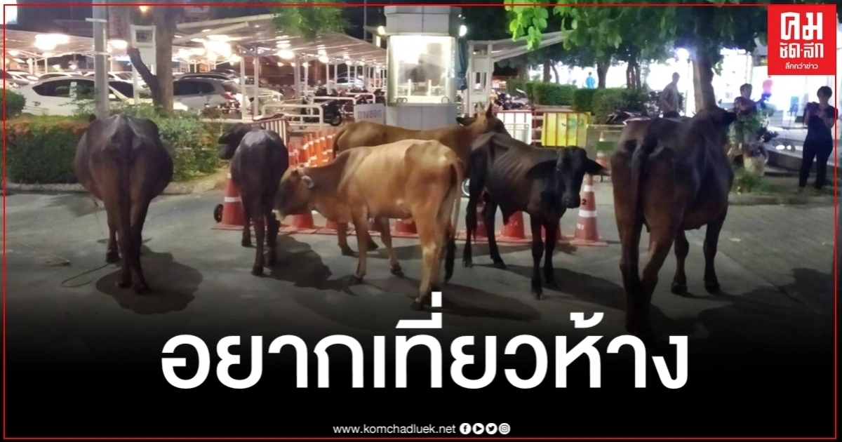 ตามหาเจ้าของวุ่น วัวอยากเที่ยวห้าง ยกกันมาทั้งฝูง ตามหาเจ้าของวุ่น วัวอยากเที่ยวห้าง ยกกันมาทั้งฝูง