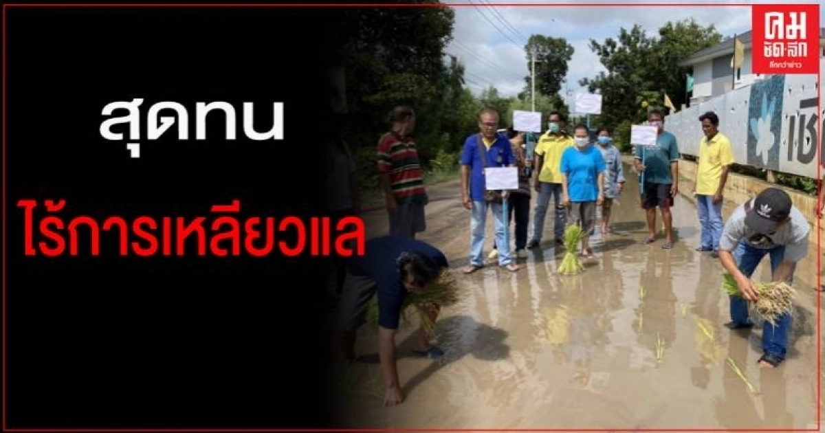 สุดทน ผญบ.นำทีมพาชาวบ้าน ปักดำนากลางถนน ประชดถนนพังยาวนานไร้การซ่อมแซม