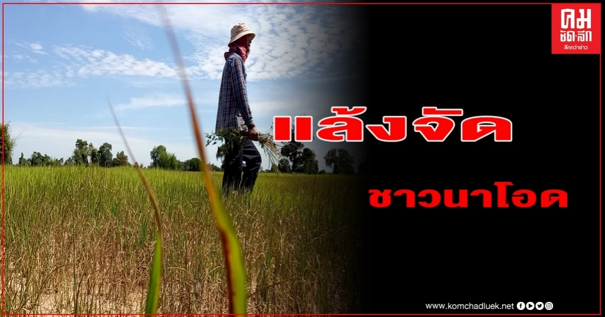 ชาวนาเมืองสุรินทร์ทุกข์หนัก ปีนี้ภัยแล้งรุนแรง ฝนทิ้งช่วง ข้าวหอมมะลิพันธ์ดีเริ่มยืนต้นตายนับพันไร่
