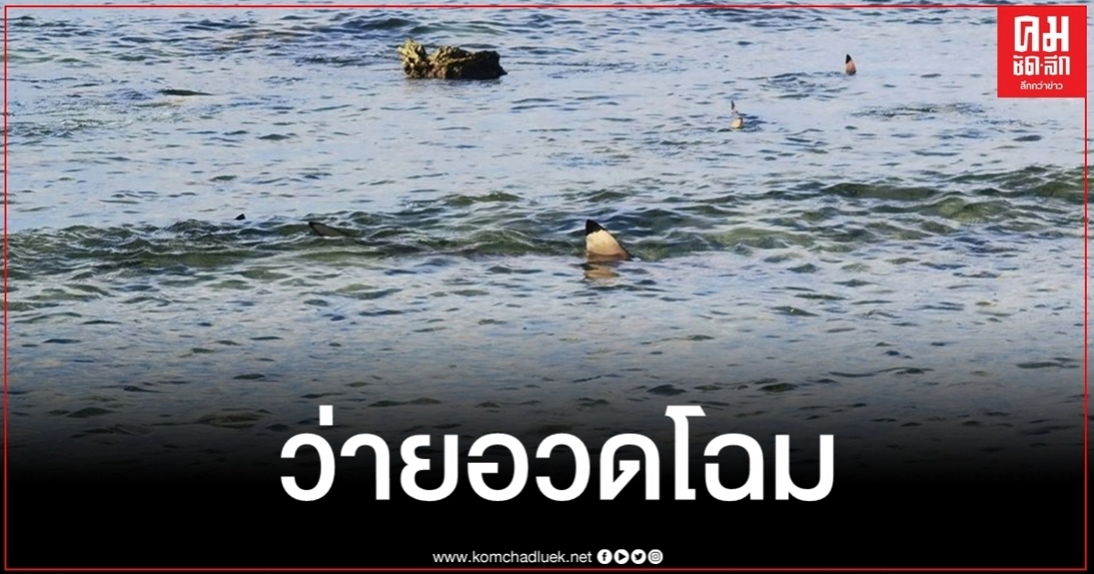 ตื่นตา ฝูงฉลามหูดำนับสิบตัวว่ายหากินใกล้แนวชายฝั่ง ตื่นตา ฝูงฉลามหูดำนับสิบตัวว่ายหากินใกล้แนวชายฝั่ง