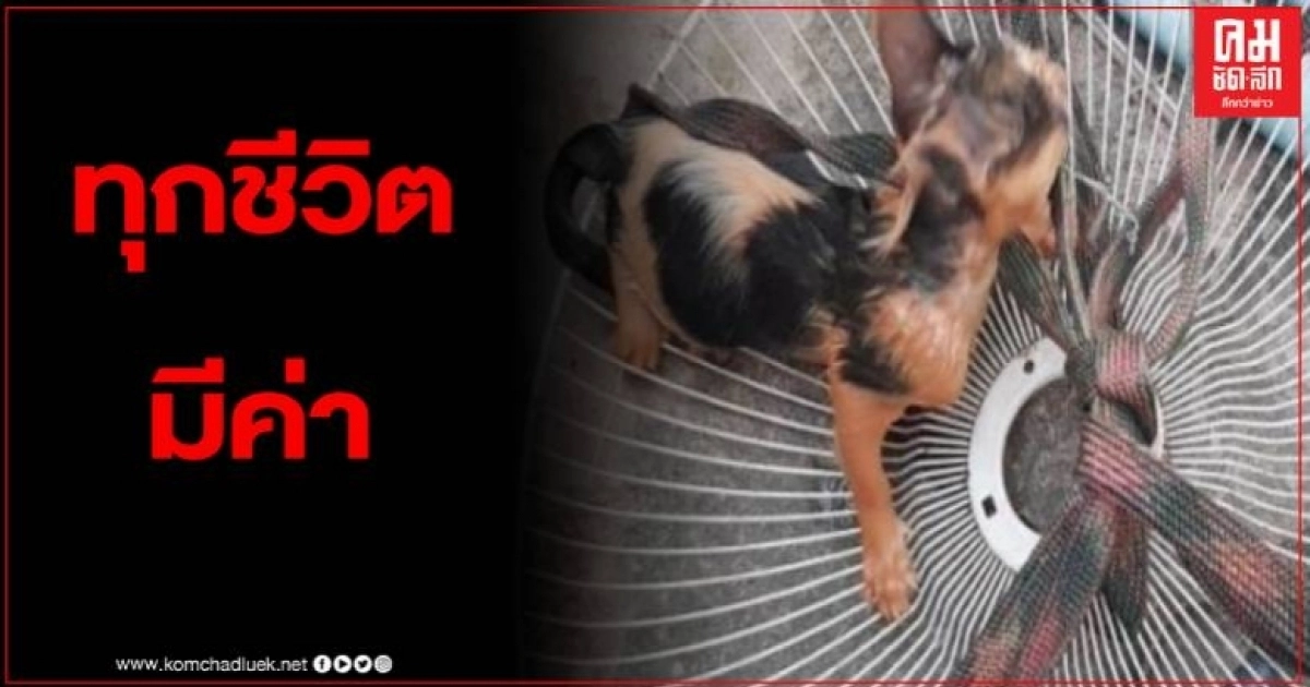 เปิดนาทีครูสาว ใช้วิชาลูกเสือทำอุปกรณ์ช่วยลูกแมวตกบ่อ ก่อนจมน้ำ