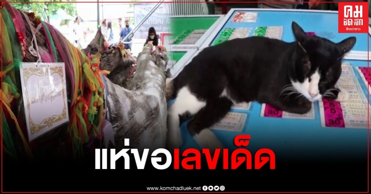 ชาวบ้านแห่ขอเลขเด็ด เจ้าโทน แมวตะเคียนแม่ย่าสร้อยสุวรรณ หลังให้โชคชาวบ้านถูกสลากกินแบ่ง ชาวบ้านแห่ขอเลขเด็ด เจ้าโทน แมวตะเคียนแม่ย่าสร้อยสุวรรณ หลังให้โชคชาวบ้านถูกสลากกินแบ่ง