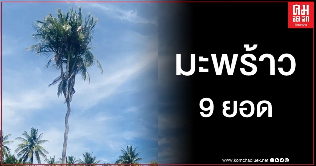 ให้โชคมาหลายงวด เซียนหวยแห่จุดธูปขอเลขเด็ด "มะพร้าว 9 ยอด" ให้โชคมาหลายงวด เซียนหวยแห่จุดธูปขอเลขเด็ด "มะพร้าว 9 ยอด"
